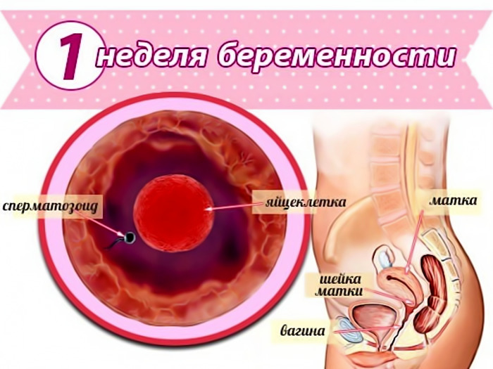 Первая неделя беременности